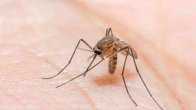 077061300_1506914310-Malaria