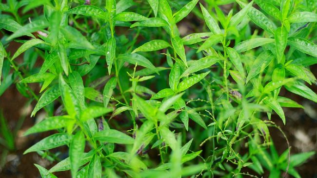 tanaman-sambiloto_169