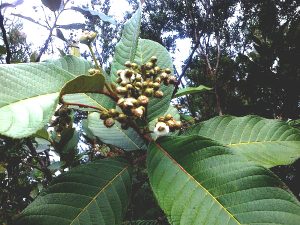 Daun-Pirdot