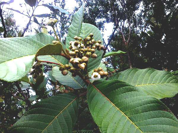 Daun-Pirdot