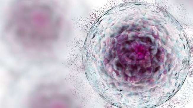 84778-stem-cell-atau-sel-punca