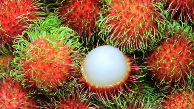 ilustrasi-rambutan_169